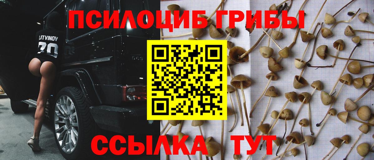 Псилоцибиновые грибы Cubensis Тула